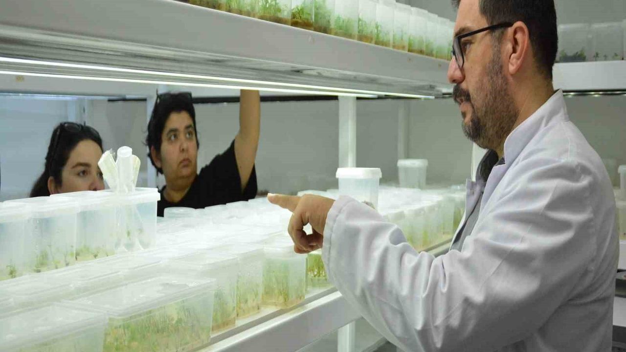 BAÇEM’de 5. Bitki Doku Kültürü Kursu başarıyla tamamlandı