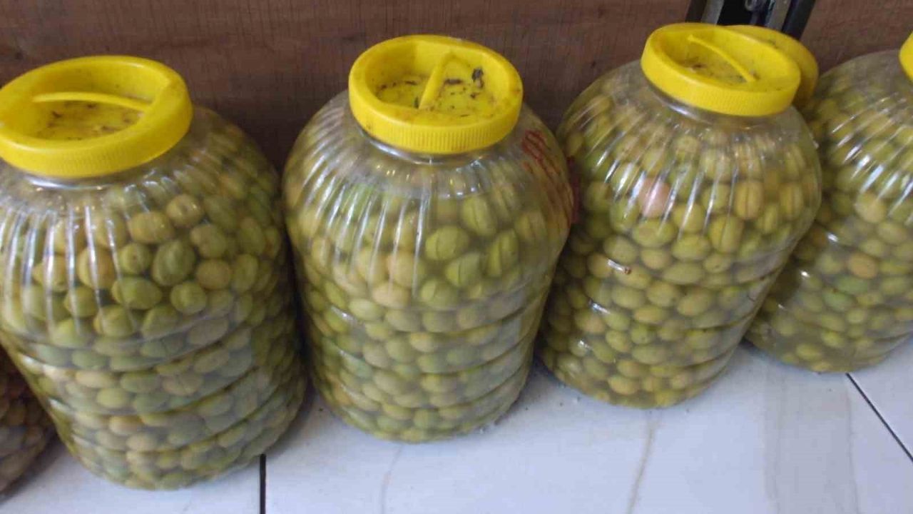 Balıkesir Burhaniye'de Kırma Zeytin Sezonu Başladı: Sofralara 2 Haftada Geliyor