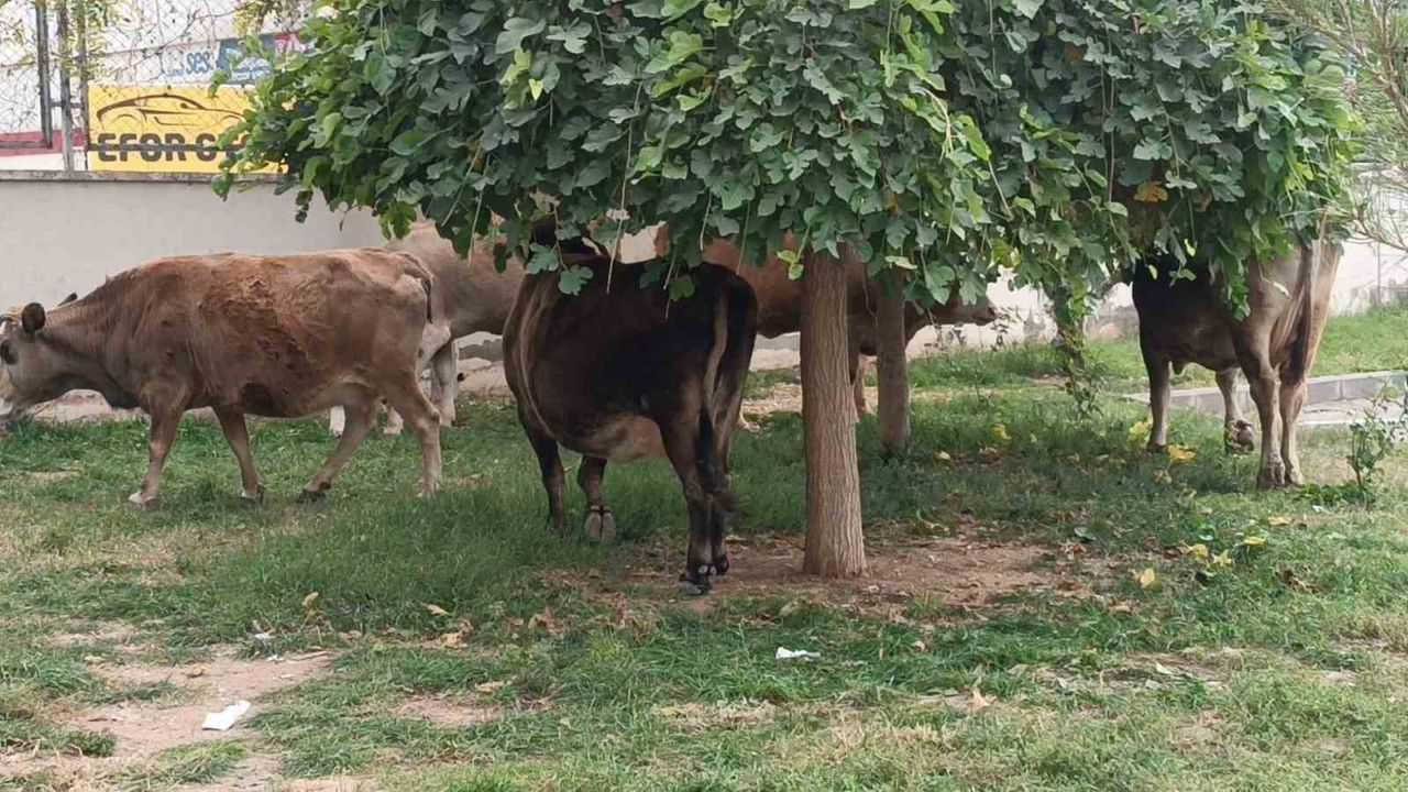 Batman'da İnek Sürüsü Trafikte Aksamalara Neden Oldu