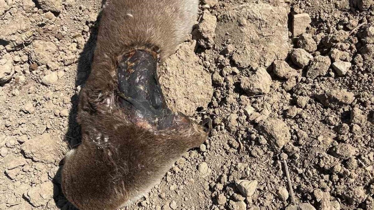 Batman'da koruma altındaki su samuru telef bulundu