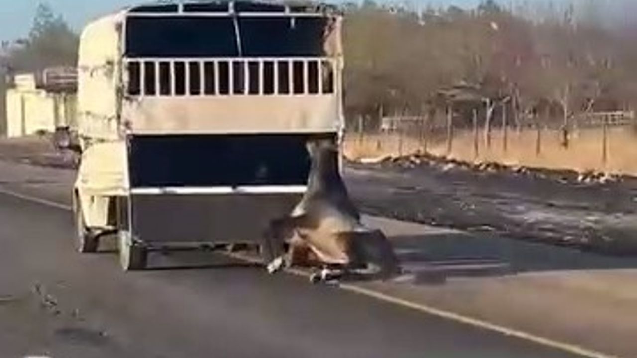 Batman-Siirt Çevre Yolu'nda Kamyonete Bağlı At Kilometrelerce Sürüklendi