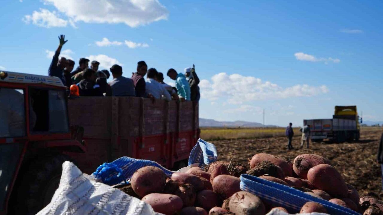 Bayburt Çayıryolu'nda Patates Hasadı: İşçi Açığını 150 İranlı Kapatıyor