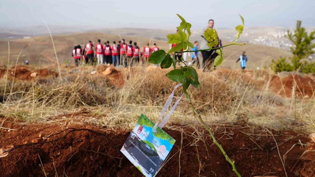 Bayburt’ta 97 bin 620 fidan toprakla buluştu — 11 Kasım Milli Ağaçlandırma Günü