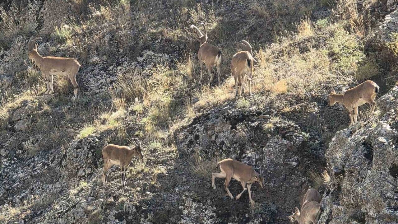 Bayburt’ta Vauk Dağı'nda Yaban Keçileri Sürü Halinde Görüntülendi