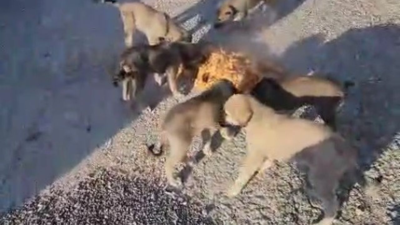 Bayburtlu Kamyon Şoförü Yıldıray Ata, Anne ve 7 Yavru Köpeği Tencereyle Besledi