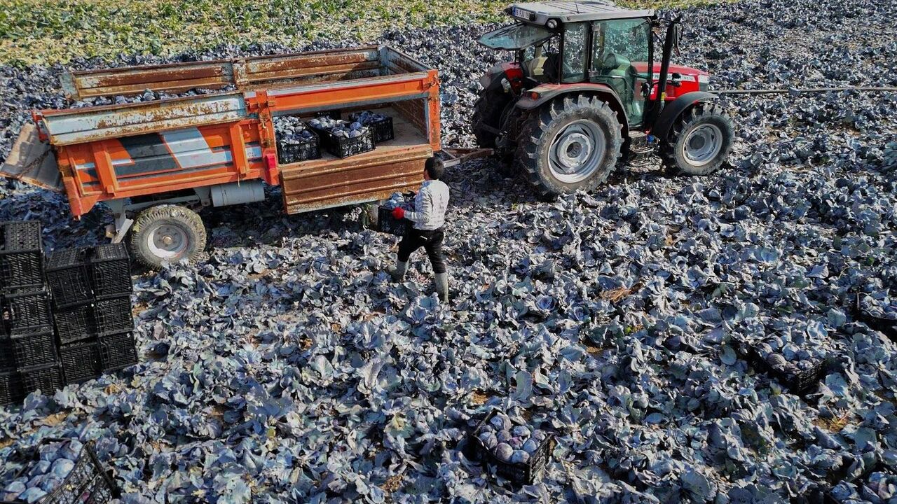 Beypazarı'nda Mor Lahana Hasadı Sürüyor: Son Ürünler Tarladan Ankara'ya