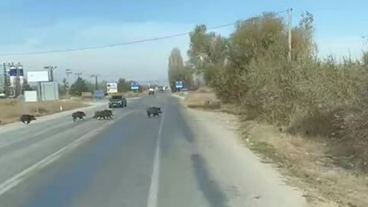 Beyşehir'de Yaban Domuzu Sürüsü Kara Yolunda Görüntülendi