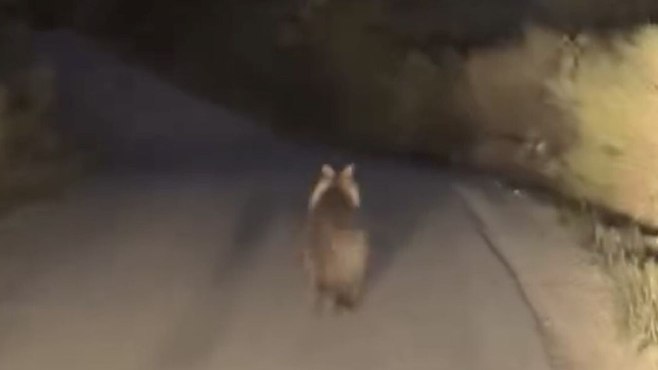 Biga'da Köy Yolunda Ayı ile Araç Yarışı