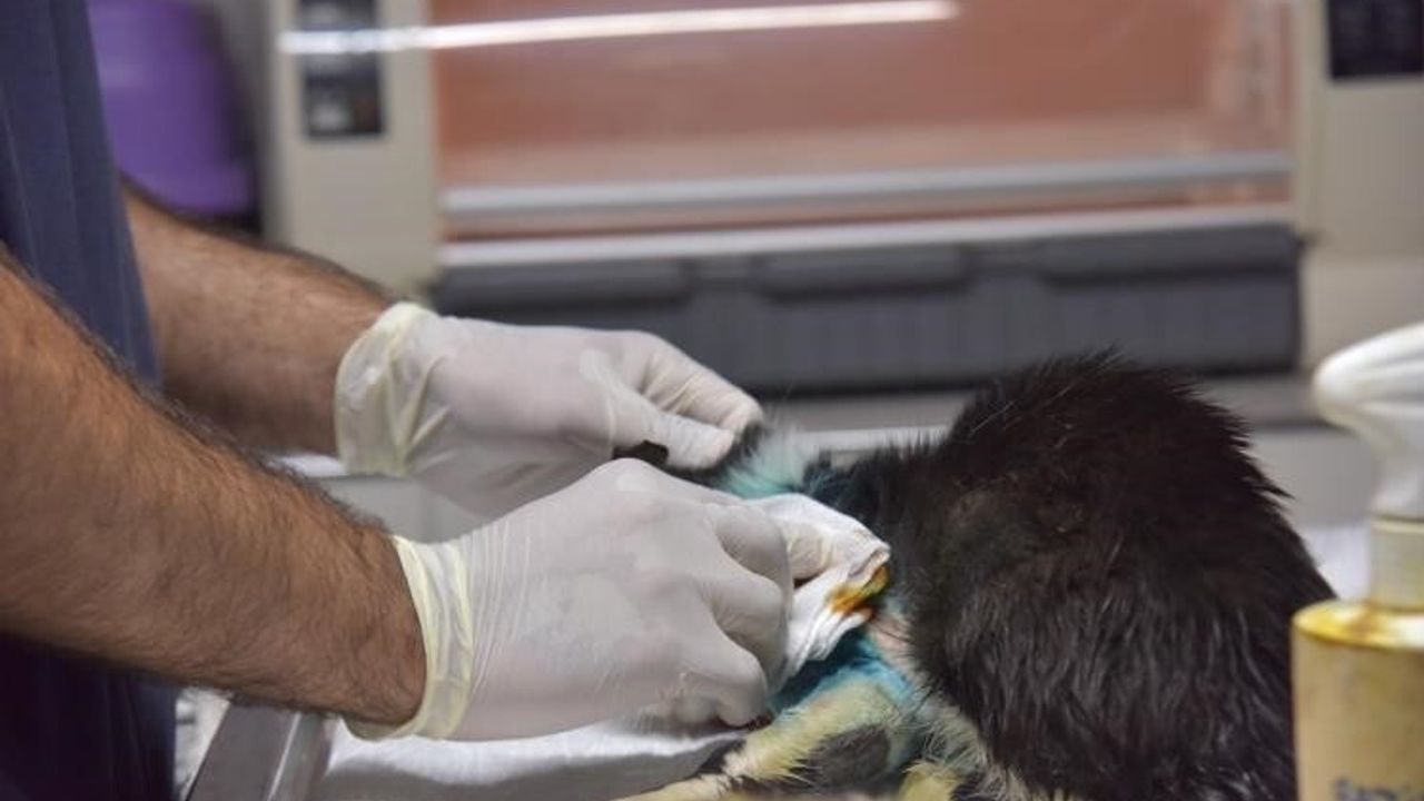 Bilecik'te Distal Oblik Kırığı Olan Sokak Kedi 2 Saatlik Operasyonla İyileşti