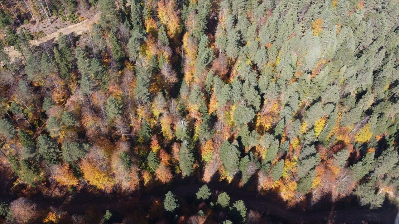 Bilecik'te Sonbahar Renkleri: Küçükelmalı ve Bozcaarmut Göleti