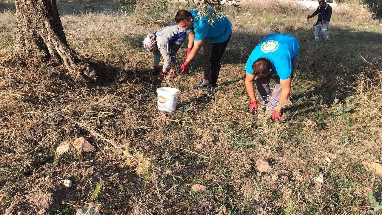 Bodrum'da Zeytin Hasadı Başladı — Bodrum Belediyesi Üreticinin Yanında