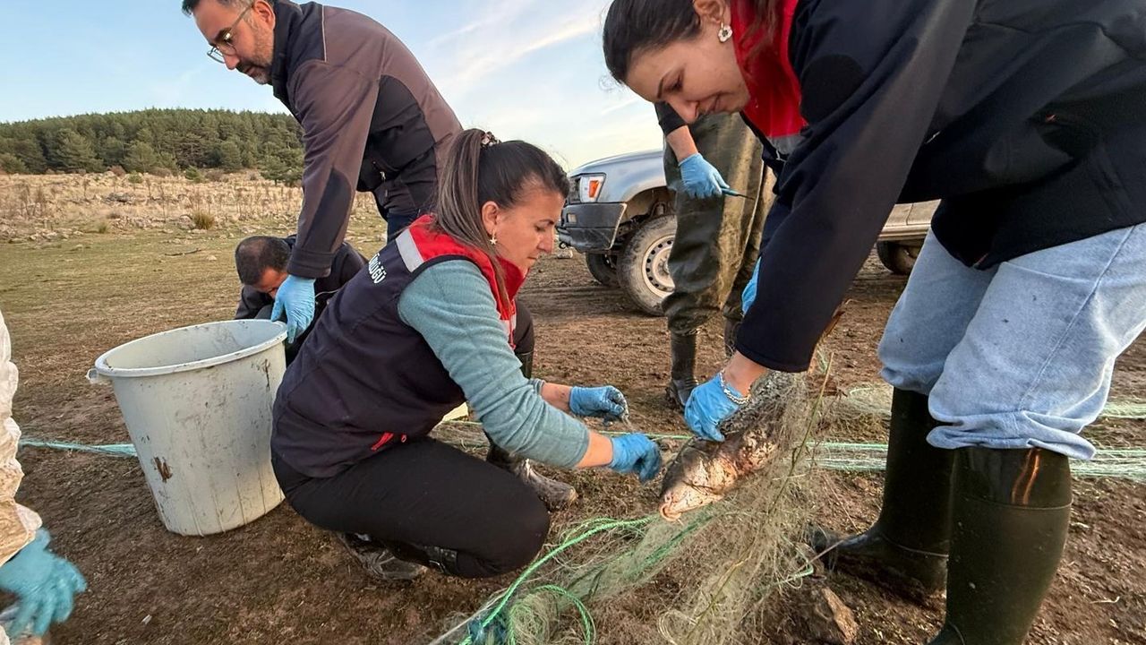 Bolu'da 5 kilometrelik hayalet ağ toplandı: 500 balık canlı kurtarıldı