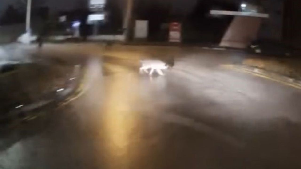 Bolu'da 6 Köpeğin Kovaladığı Genci Korna İle Kurtaran Sürücü: Mert Gözüaçık