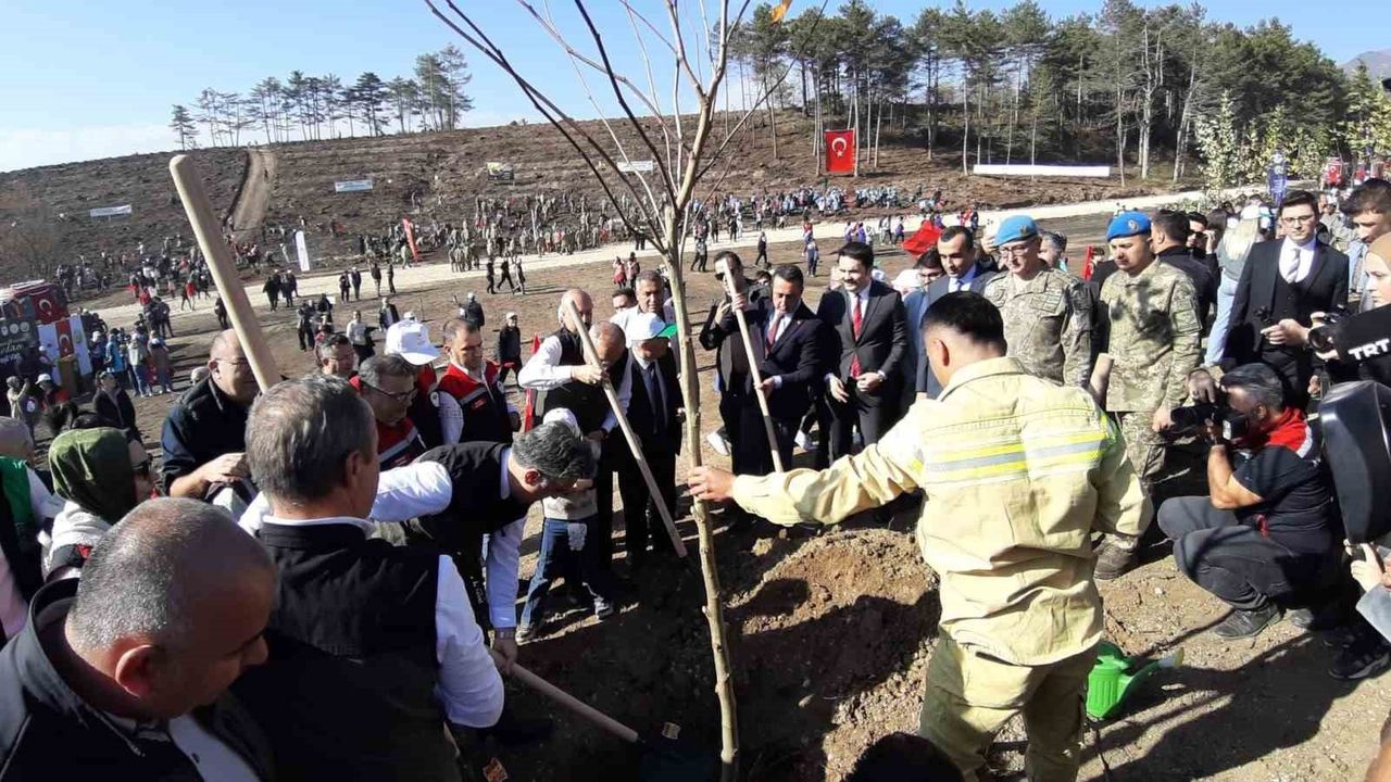 Bolu'da Delice Ormanı Yeniden Yeşeriyor — 11 Kasım'da Binlerce Fidan