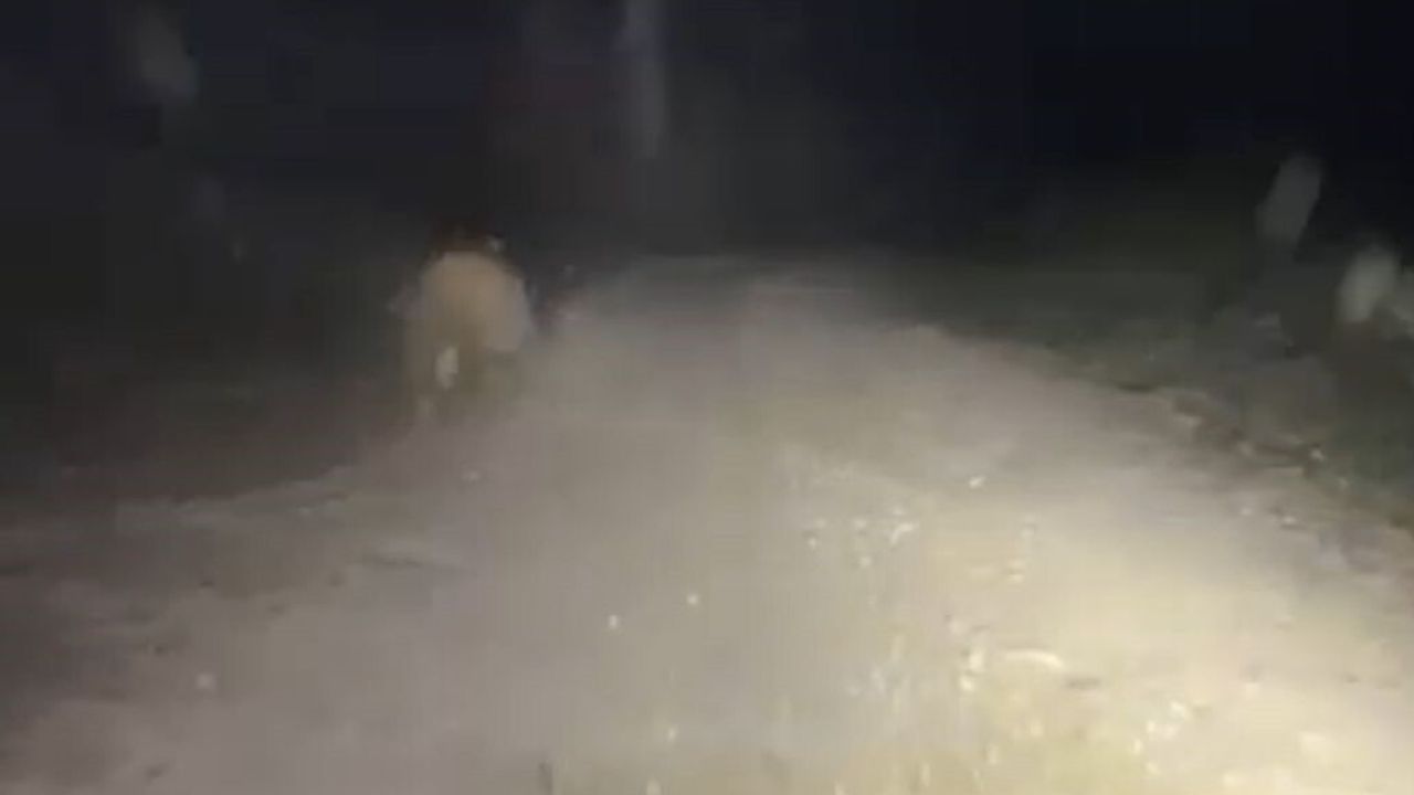 Bolu'da Işıktan Korkan Ayı Aracın Önünde 50 Metre Koştu