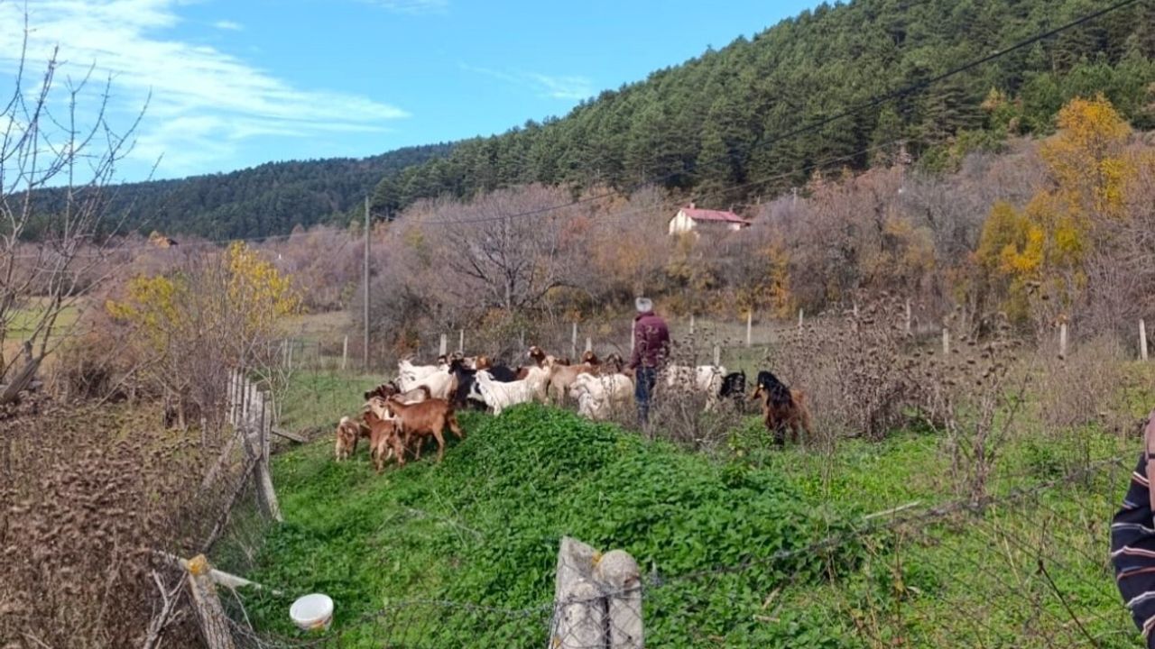 Bolu'da Kayıp 30 Küçükbaş Dronla Kısa Sürede Bulundu