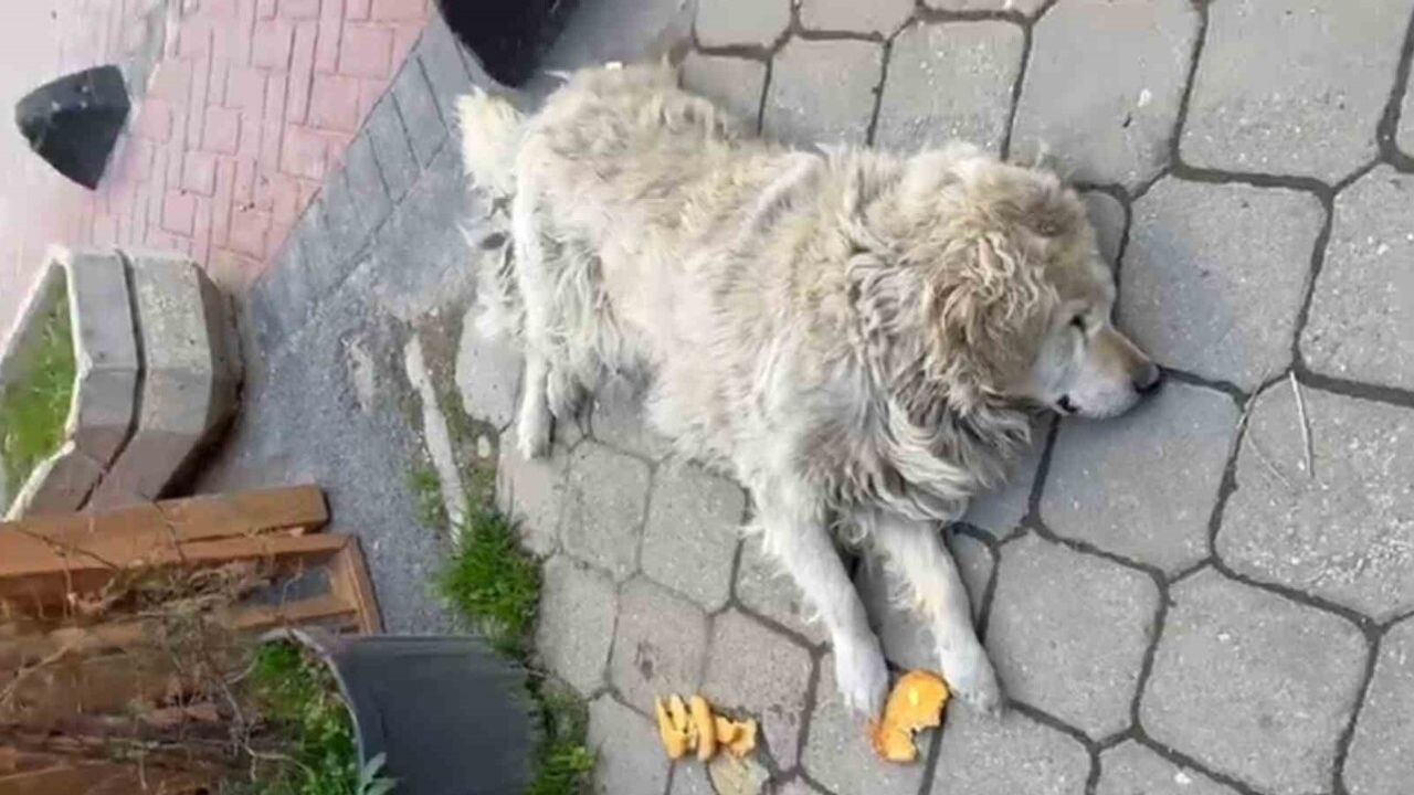 Bolu'da sokağın maskotu 'Waffle' barınağa götürüldü, vatandaş sahiplendi