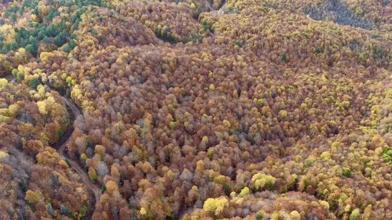 Bolu Mengen'de Sonbahar: Ormanlar Kartpostallık Görüntüler Oluşturdu