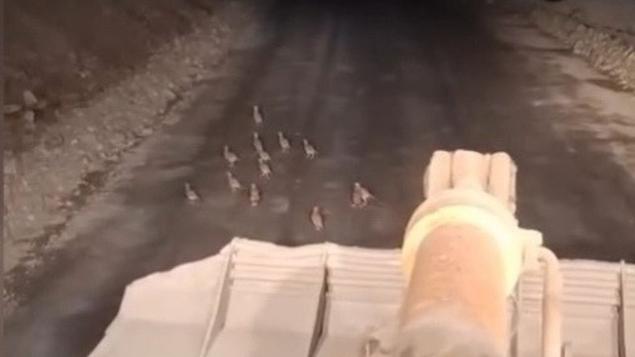 Boyabat'ta İş Makinesi Operatörü Keklik Yavrularını Fark Edip Çalışmayı Durdurdu