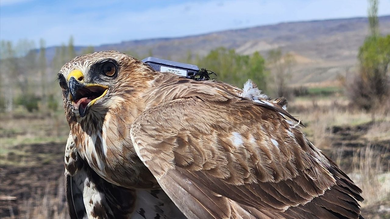 Bozkır Şahini 2,5 Yılda 103 bin 456 km Uçtu, 28 Ülke Ziyaret Etti