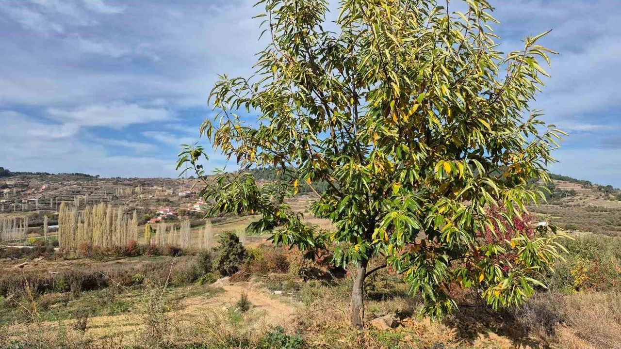 Buldan’da Coğrafi İşaretli Şekerci (Alandız) Kestanesinde Hasat Başladı