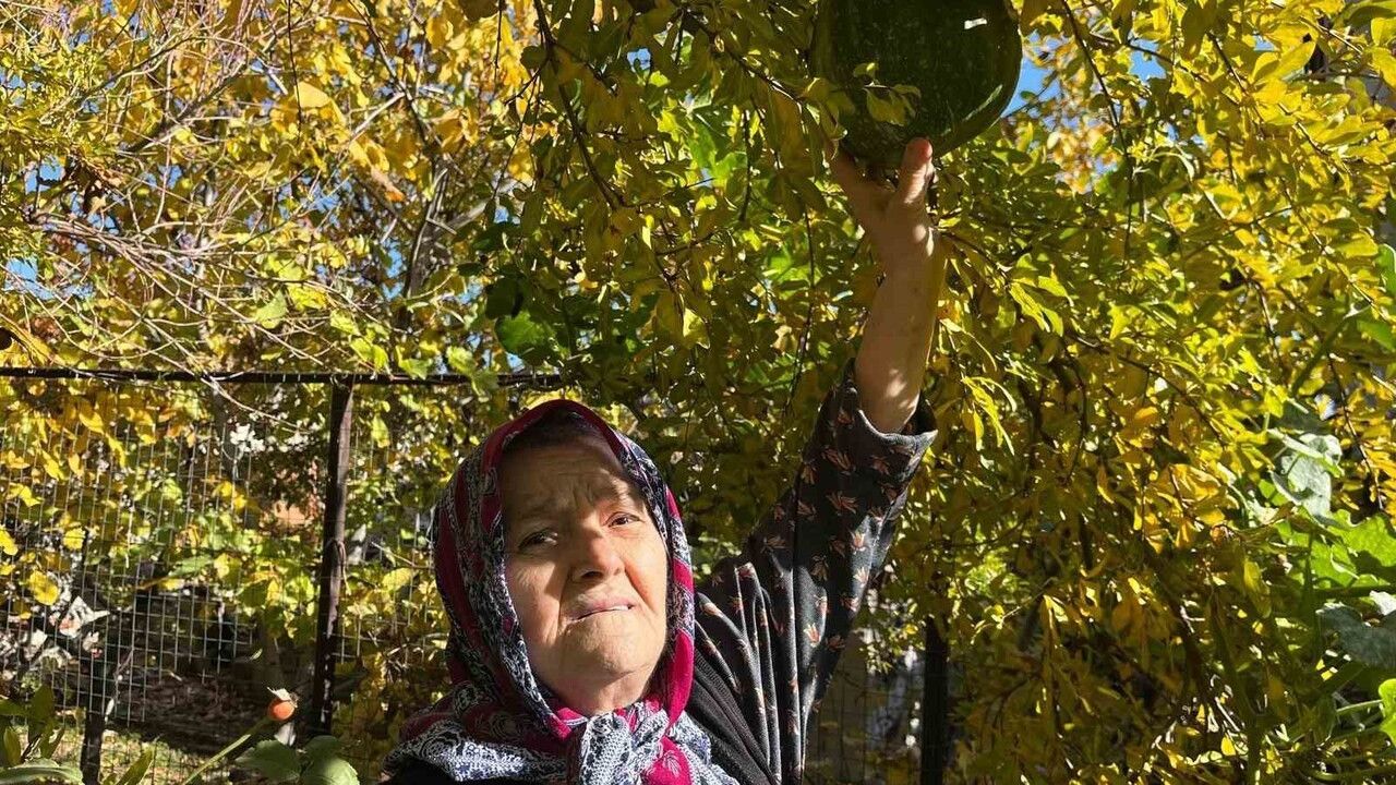 Buldan'da Kabak, Nar Ağacının Tepesinde Meyve Verdi