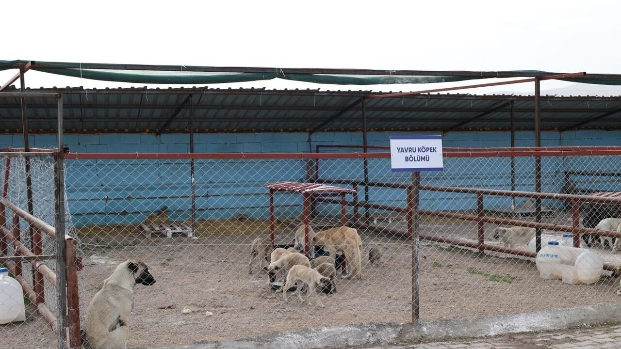 Bünyan'da Sokak Hayvanları Doğal Yaşam Alanı: Başkan Metin'den Örnek Hizmet