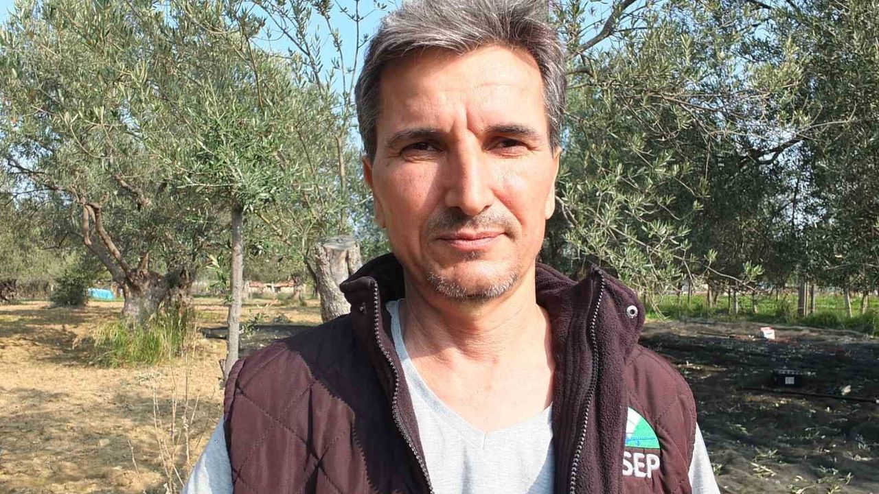 Burhaniye'de Makineli Zeytin Hasadı Verimi Artırıyor