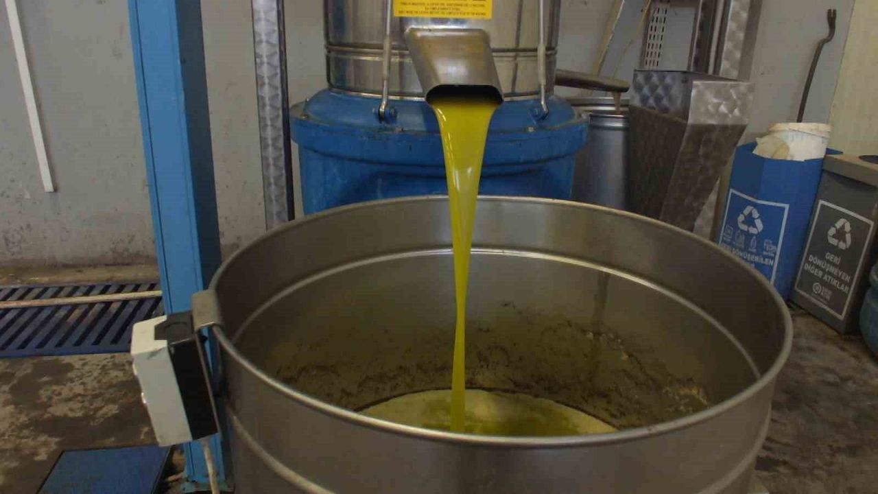 Burhaniye’de Zeytinde Rekolte Düşük, Zeytinyağında Kalite Yüksek