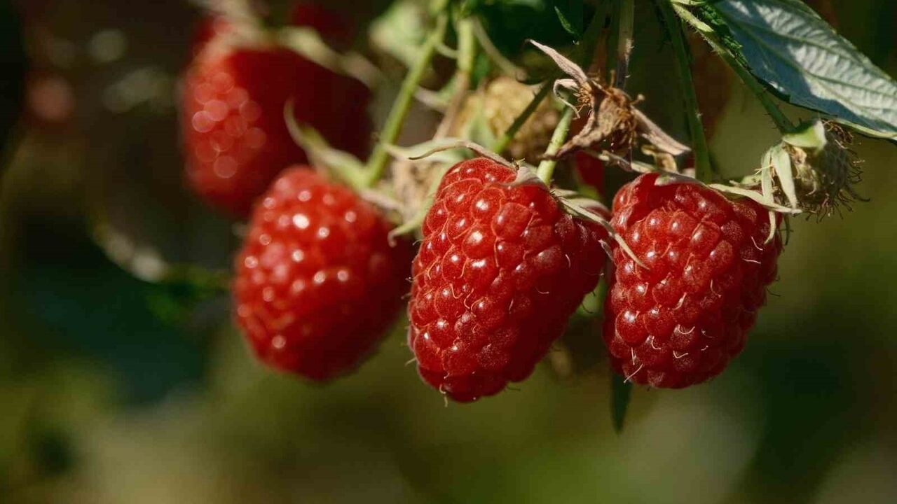 Bursa Büyükşehir'den 9 Üründe %50 Fide ve Fidan Desteği — Başvurular 30 Kasım