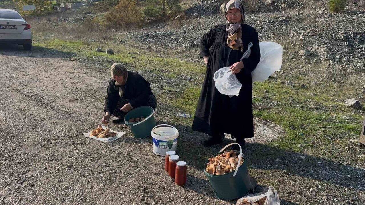 Bursa'da 70 Yaşındaki İki Kadın Melki Mantarı Toplayıp Satıyor
