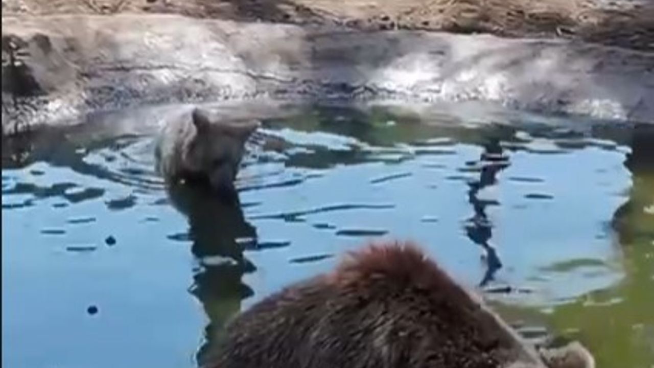 Bursa'da Ayılar: Celal Acar Merkezi'nde Kış Öncesi Son Banyo