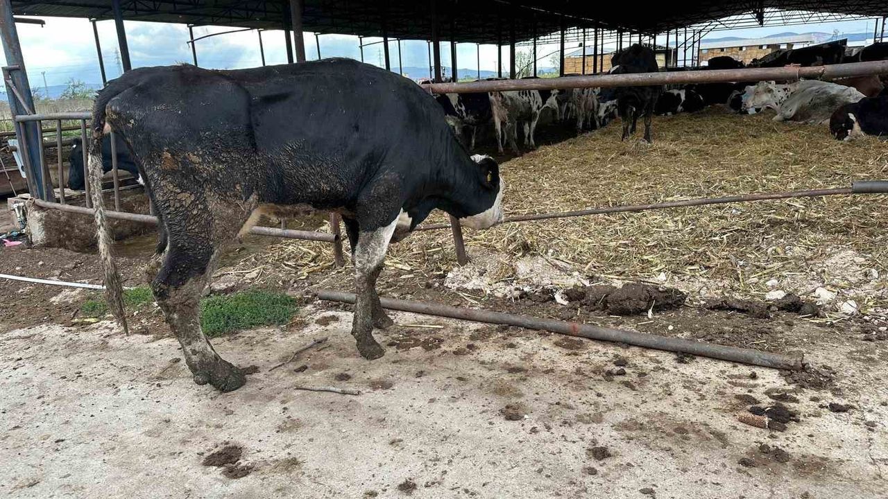 Bursa'da şap salgını: Çiftçi Mustafa Arslan 8 buzağını kaybetti