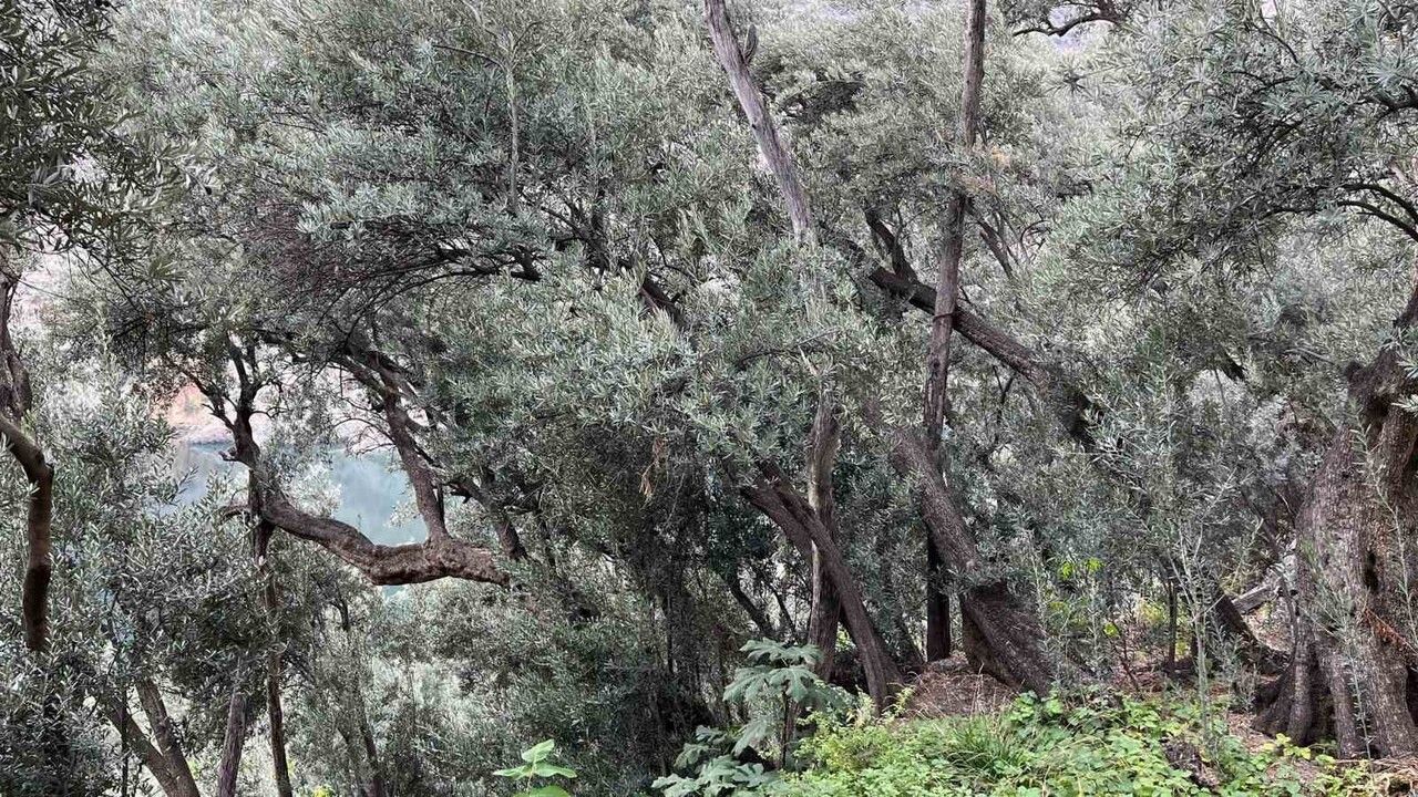 Butko Zeytini'nin Hasadı Artvin Yusufeli'nde Devam Ediyor