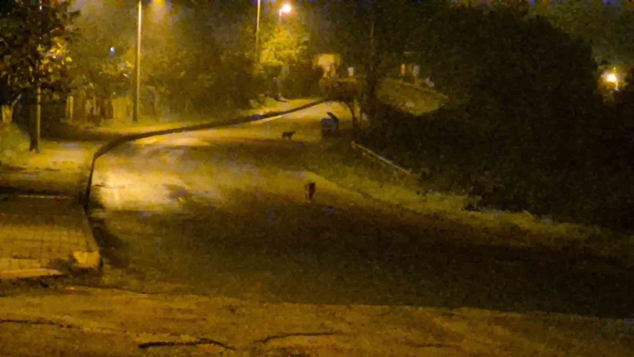 Çakallar Bartın Merkezine İndi: Site Bahçesinde Sürü Halinde Yiyecek Aradılar