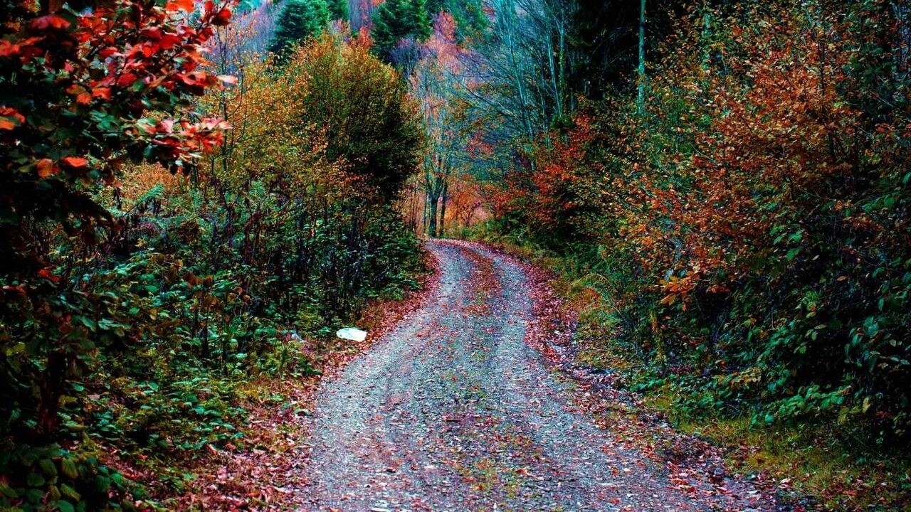 Çam Dağı'nda Sonbahar Renkleri Şöleni