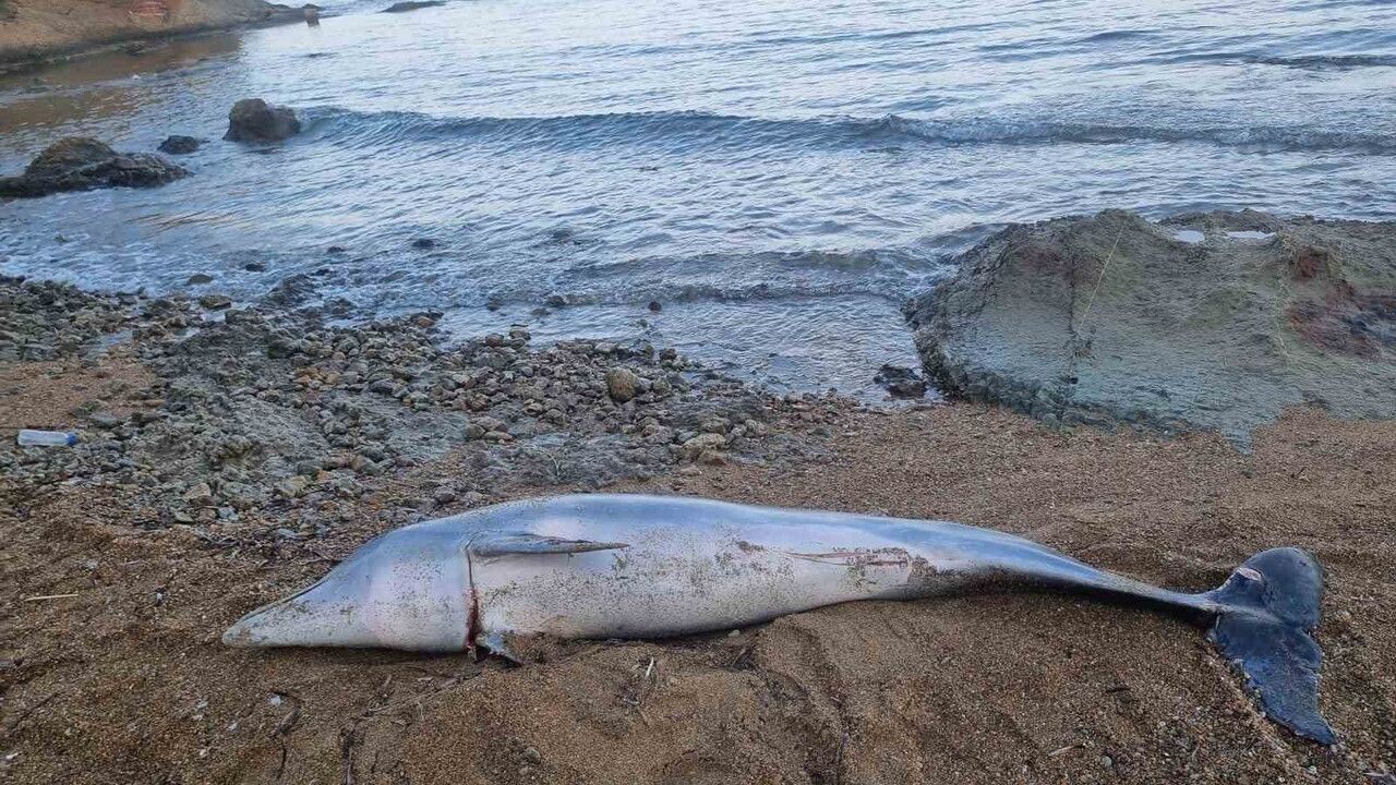 Çanakkale'de 1 buçuk Metre Boyunda Ölü Yunus Sahile Vurdu