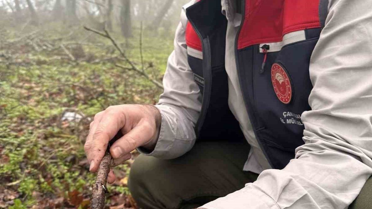 Çanakkale'de Hububat Zararlısı Süneye Geçit Yok