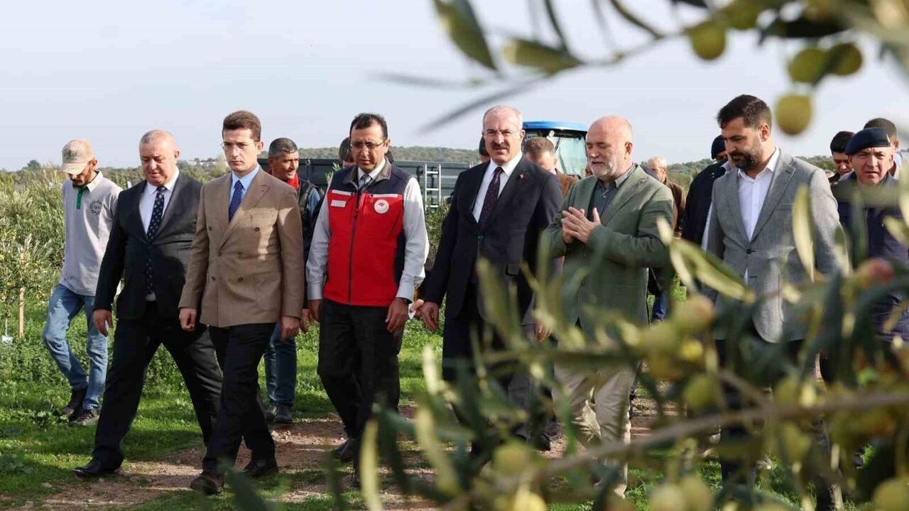 Çanakkale'de Protokol ile Zeytin Hasadı: Vali Toraman Ezine'de Tarlada