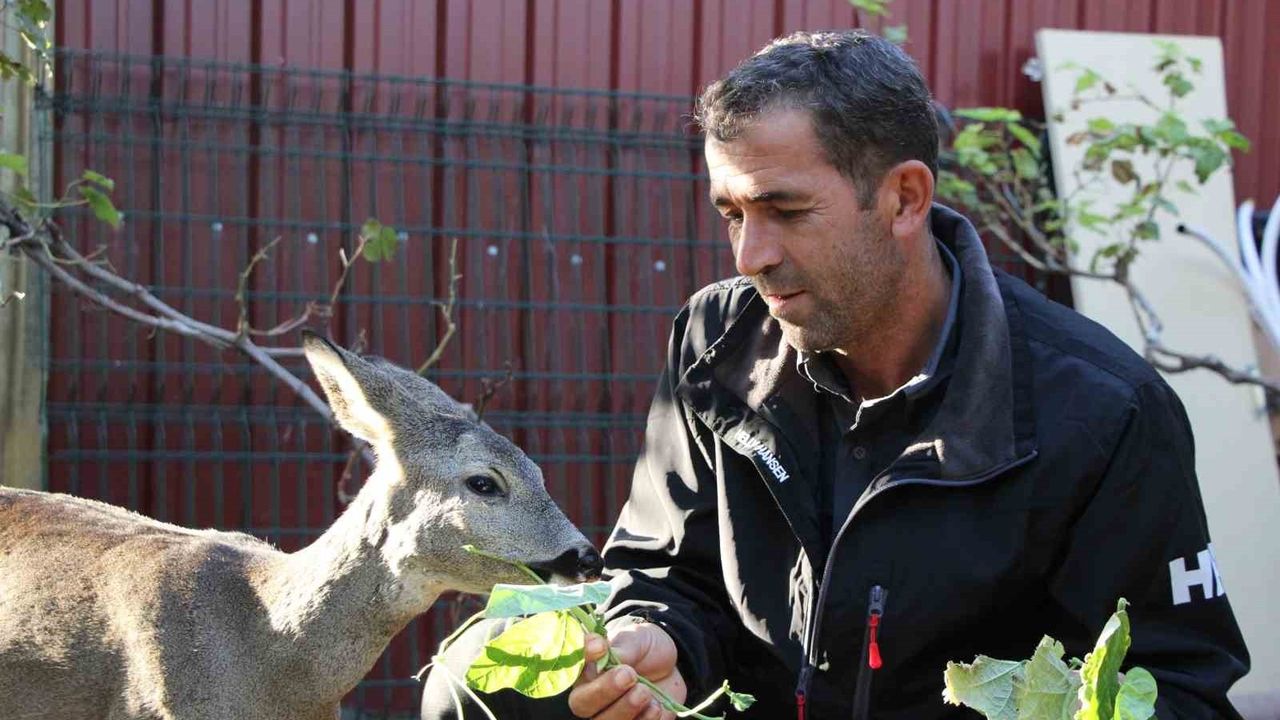 Çanakkale'de Yangından Kaçan Karaca 'Ponpon' Köyün Maskotu Oldu