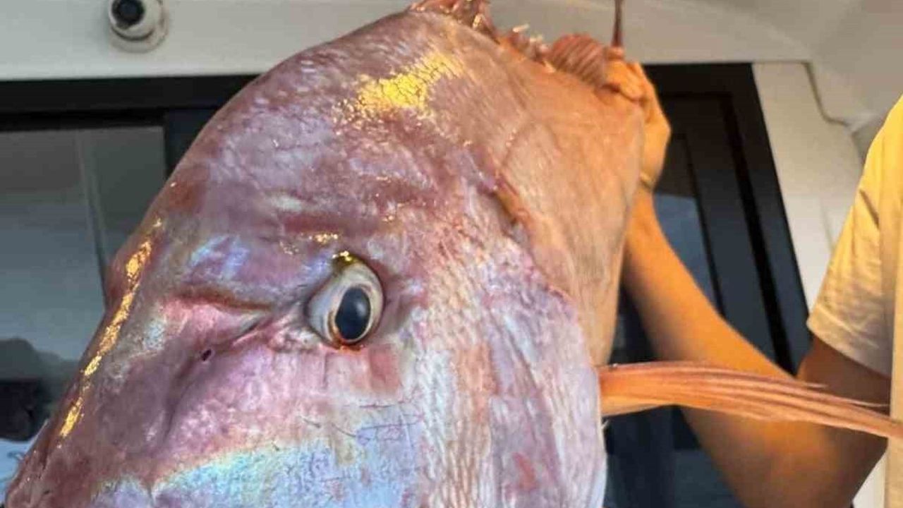 Çanakkale Gelibolu'da Balıkçılar 12 Kilogramlık Mercan Balığı Avladı