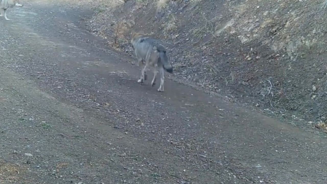 Çankırı'da Fotokapanlar: Vaşak, Karacalar ve Kurt Sürüsü
