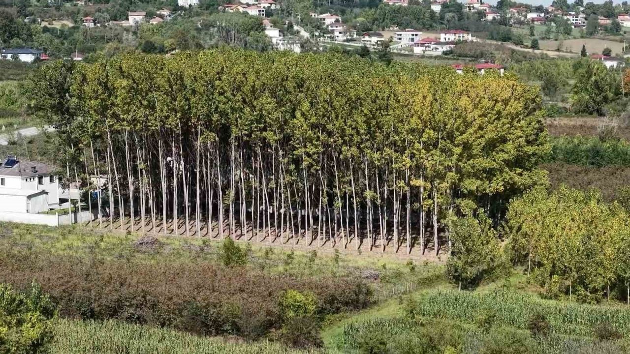 Çarşamba Ovası Tarımdan Uzaklaşıyor: Verimli Topra…
