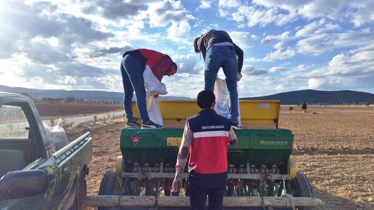 Çavdarhisar'da Buğday ve Tritikale Tohumu Ekimi Yapıldı