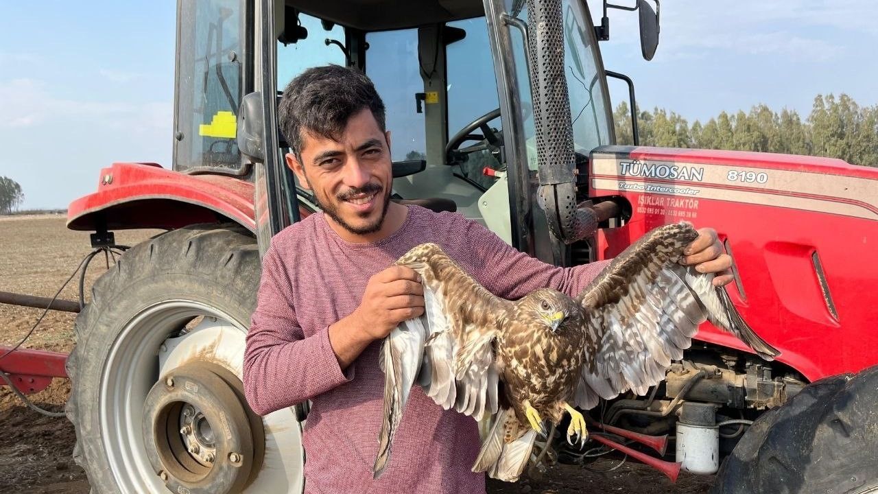 Ceyhan'da Yer Fıstığı Hasadını Bırakan Çiftçi, Uçamayan Şahine Yardım Etti