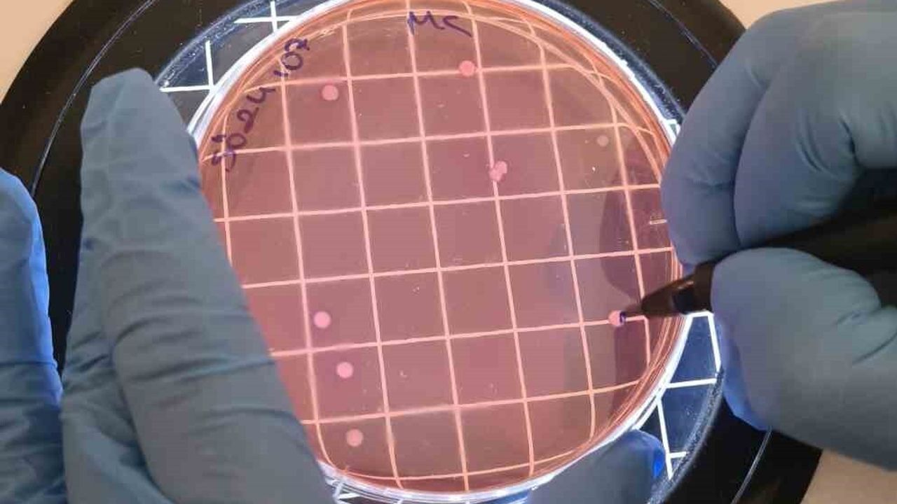 Çiğ Sütte UPEC Tehdidi: E. coli ve Antibiyotik Direnci