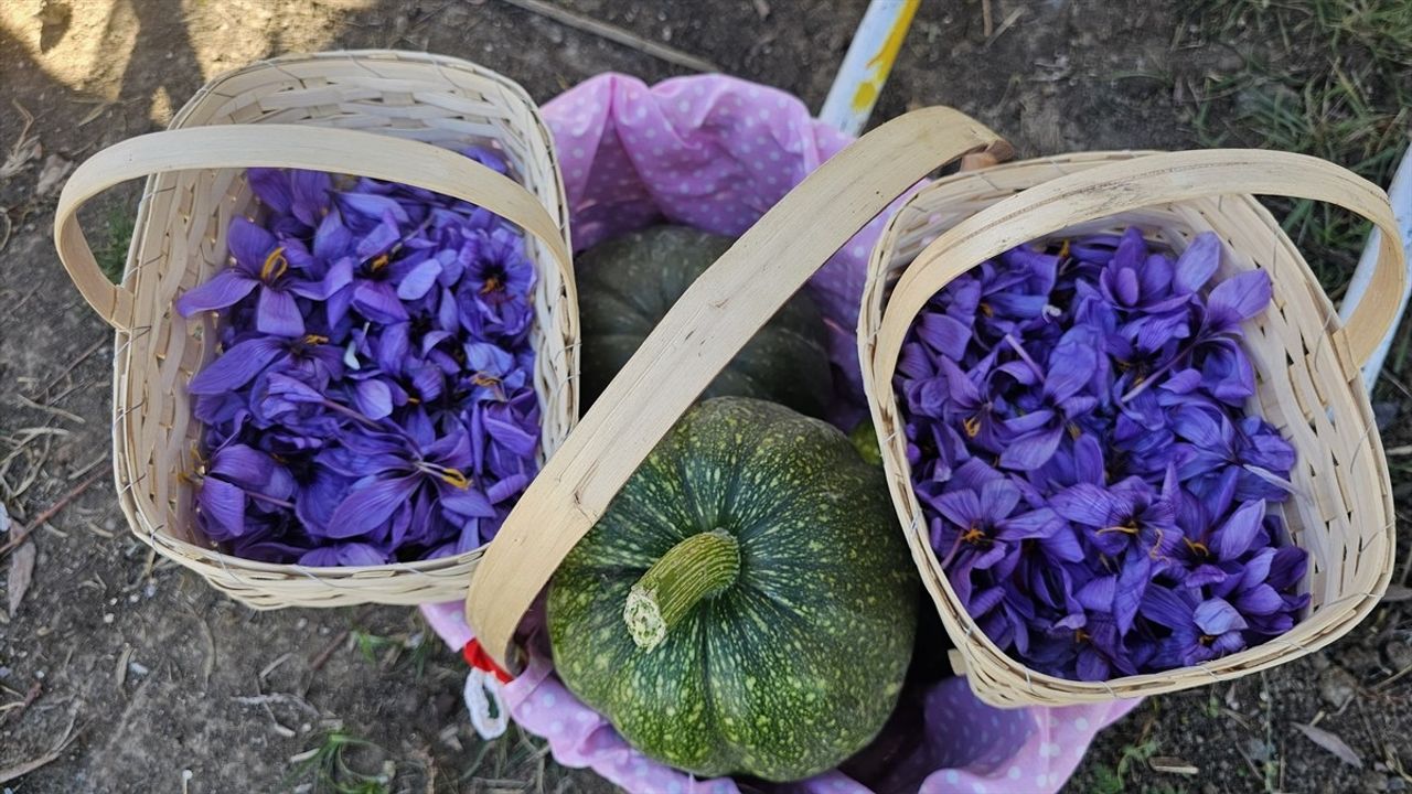 Çorum'da Safran Hasat Şenliği: Bizim Ora Kadın Girişimi Öne Çıktı