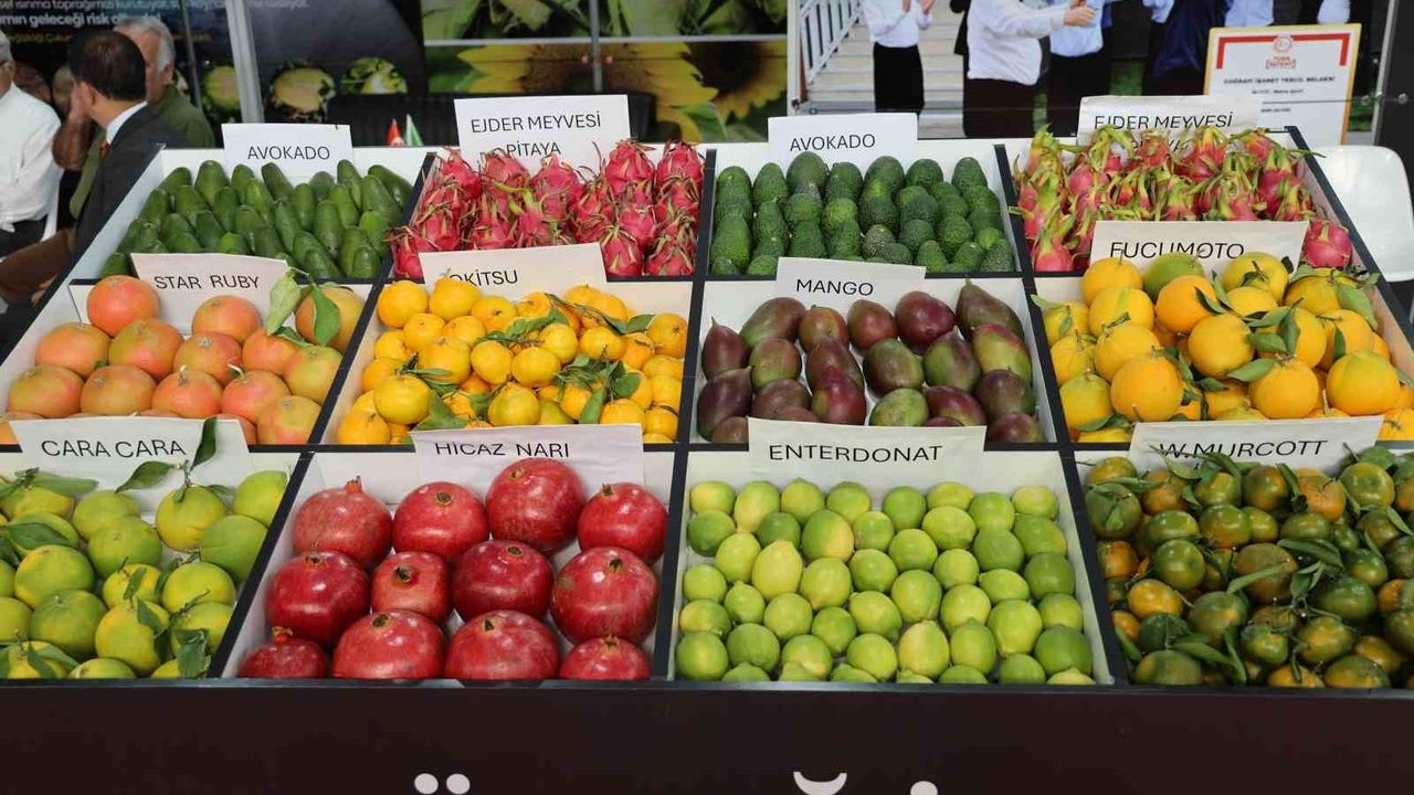 Çukurova Tropikleşiyor: Adana'da Ejder Meyvesi, Mango ve Avokado Sergilendi