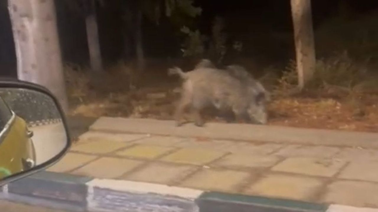 Çukurova Üniversitesi'ne sürü halinde domuzların inişi