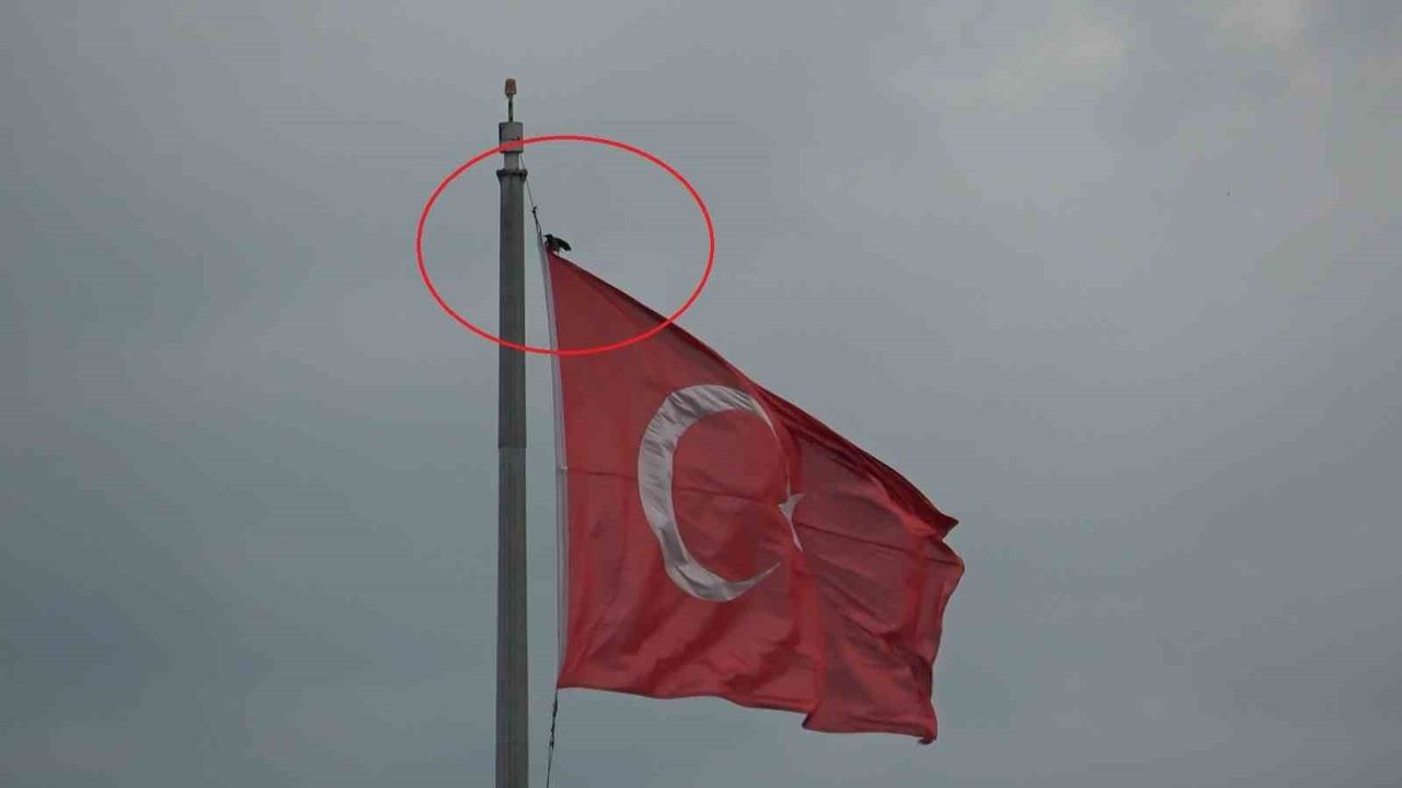 Cumhuriyet Meydanı'nda Karganın Türk Bayrağı Israrı